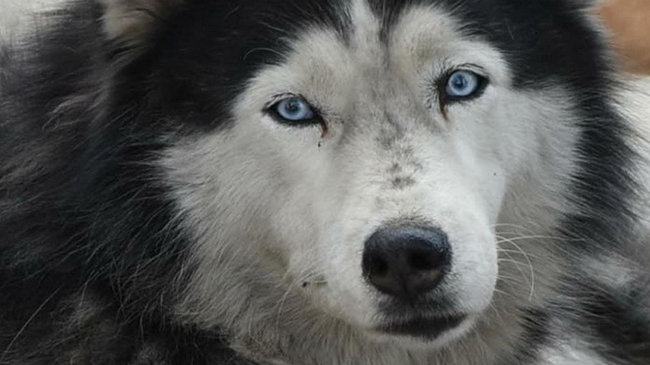 Sibirya'da kurt, Basmane'de sokak köpeği