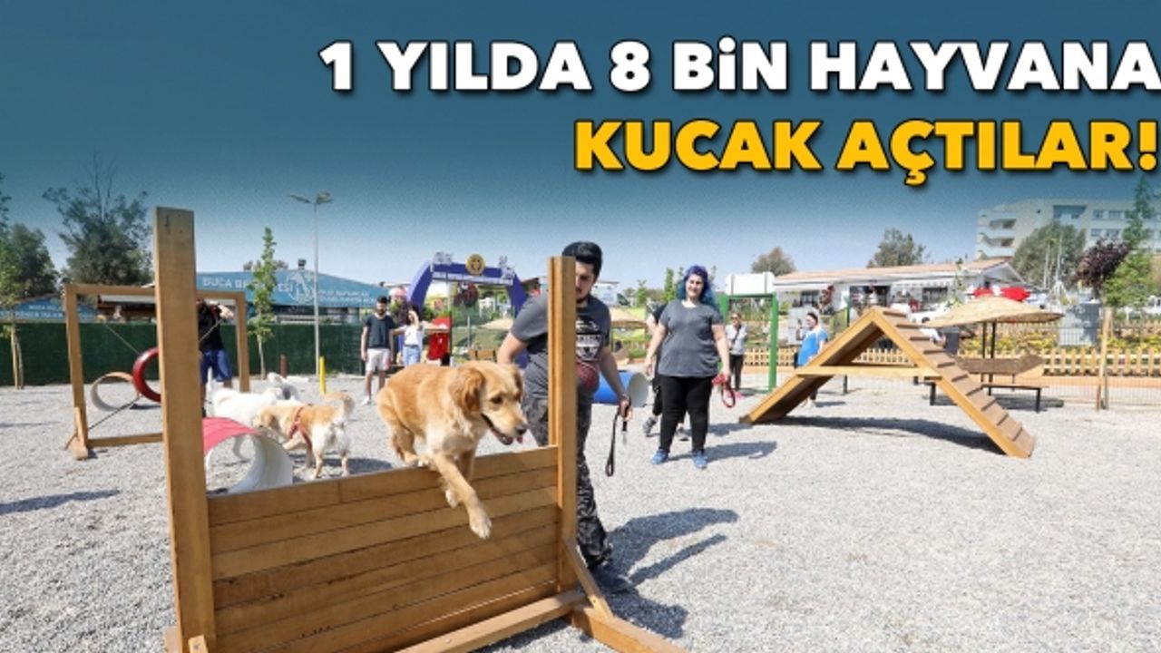 Buca 1 yılda 8 bin hayvana kucak açtı!