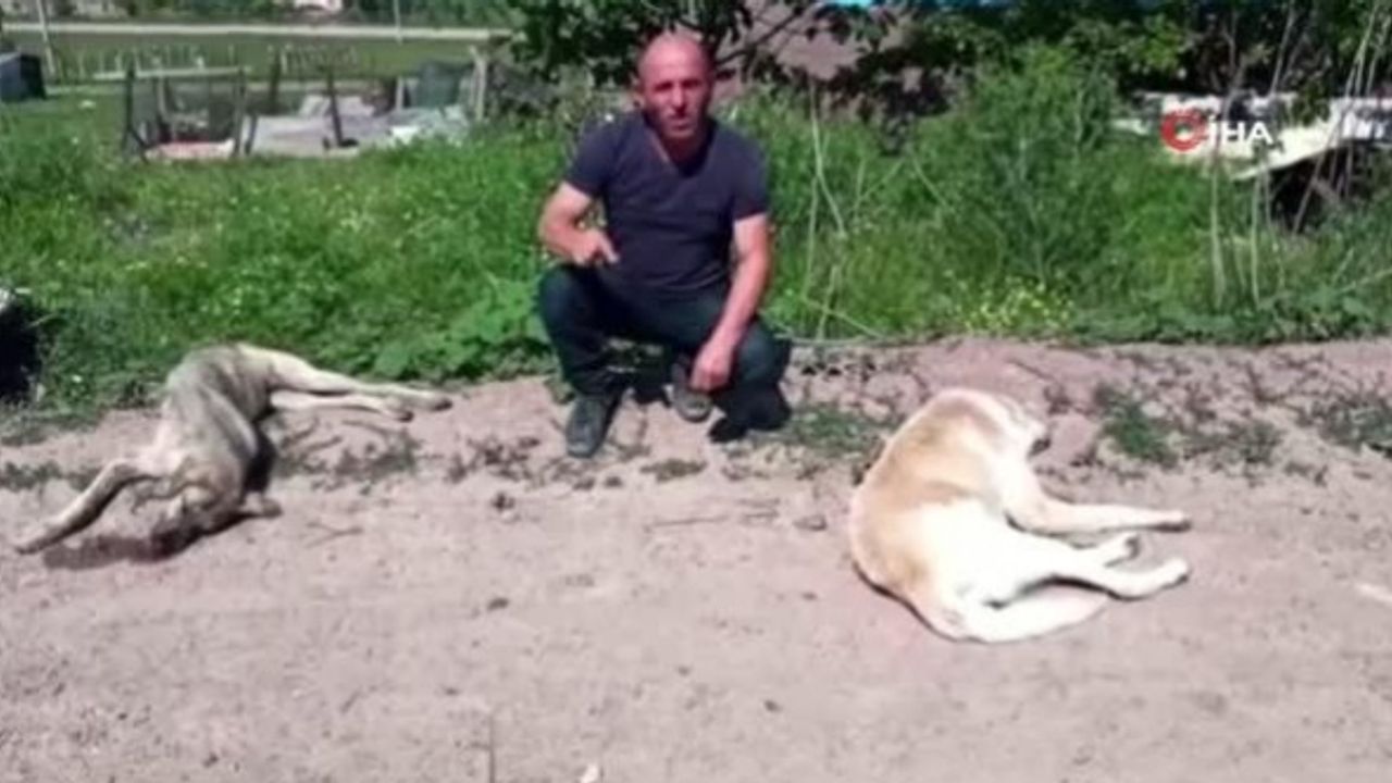 Yalova'da 7 köpek zehirlenerek katledildi!