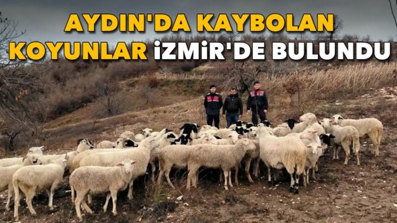 Aydın'da kaybolan koyunlar İzmir'de bulundu