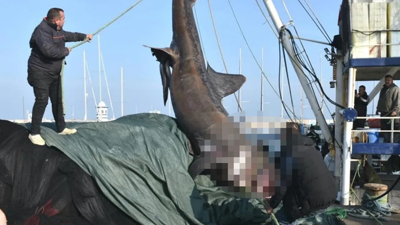Urla'da 10 metrelik köpekbalığı bulunmuştu | WWF Türkiye'den açıklama