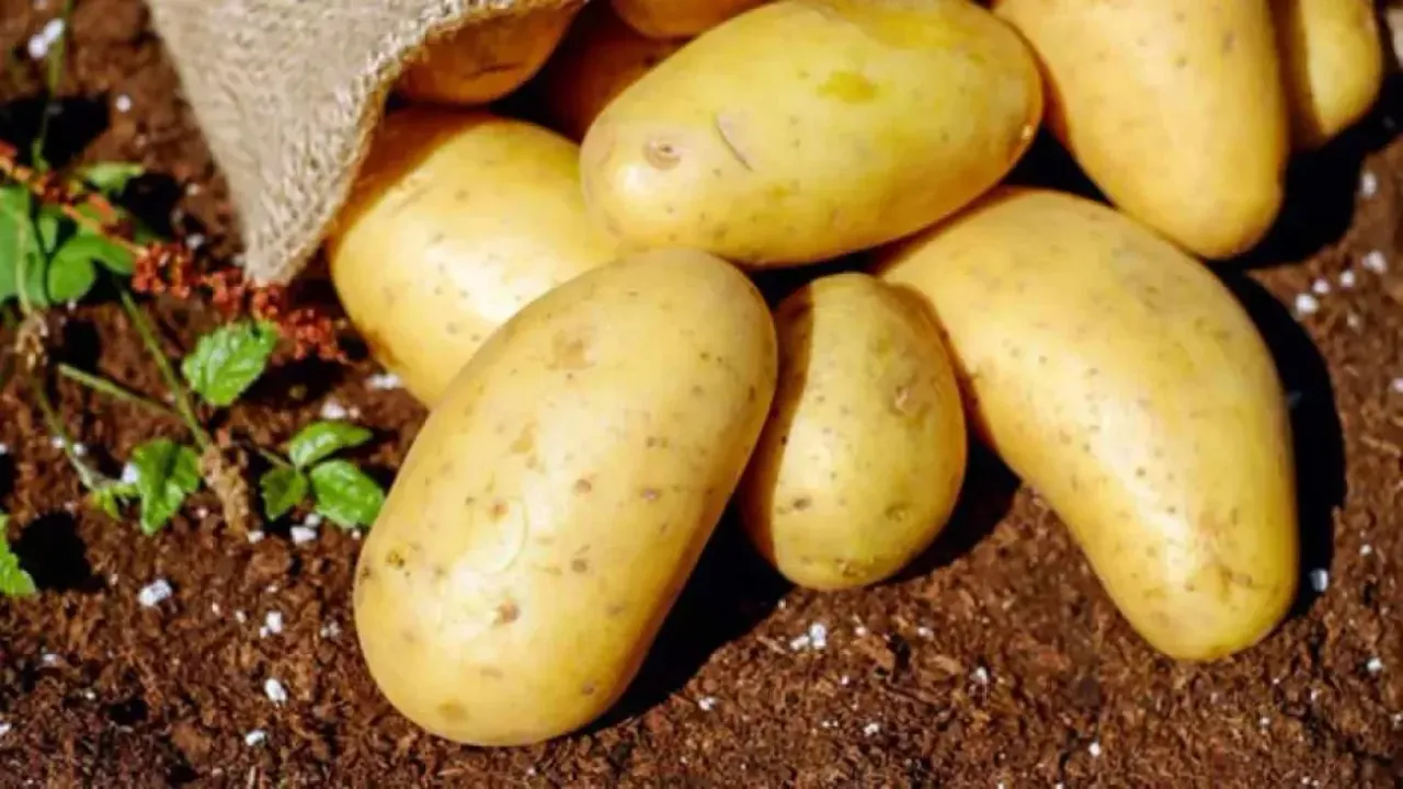 Mayıs ayında fiyatı en çok artan ürün patates!
