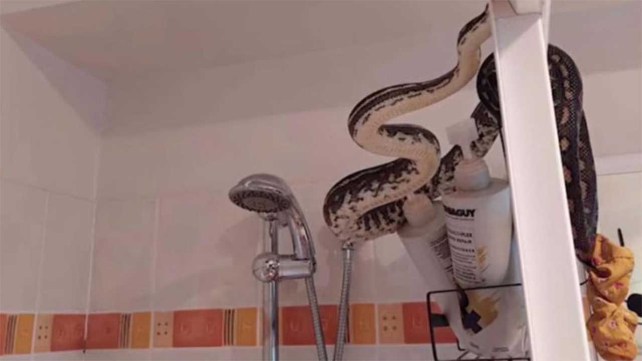 Tuvalete giren adam yılanla göz göze gelince büyük şok yaşadı!