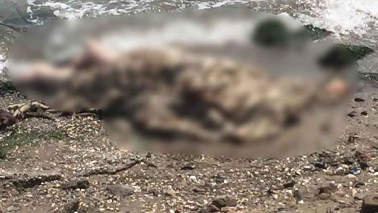 İzmir'de deniz kenarında bir kişi ölü bulundu