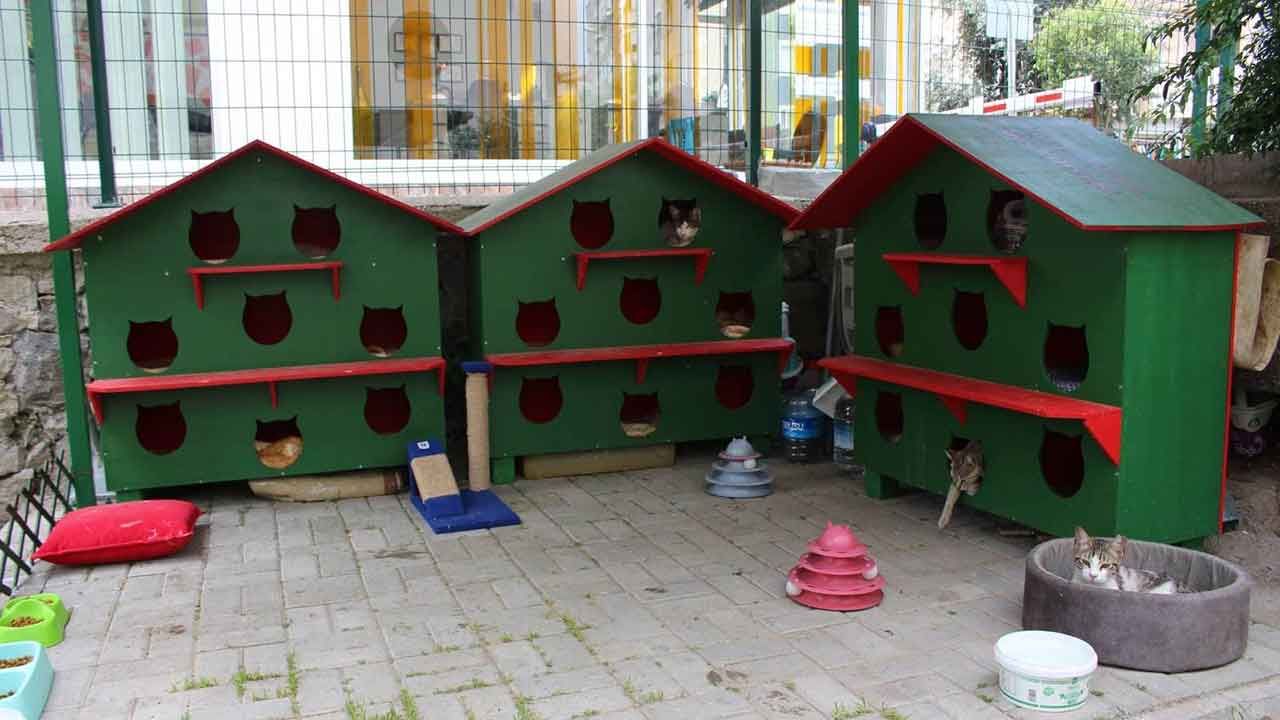 Karşıyaka'da Zübeyde Hanım Parkı’nın kedileri yeni evlerine kavuştu