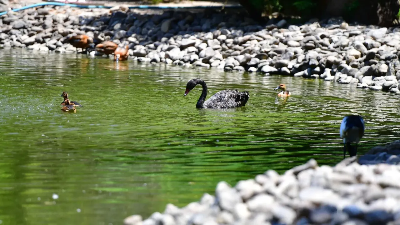 Sayıları yerlilerden fazla: Göçmen kuşların tercihi İzmir Doğal Yaşam Parkı