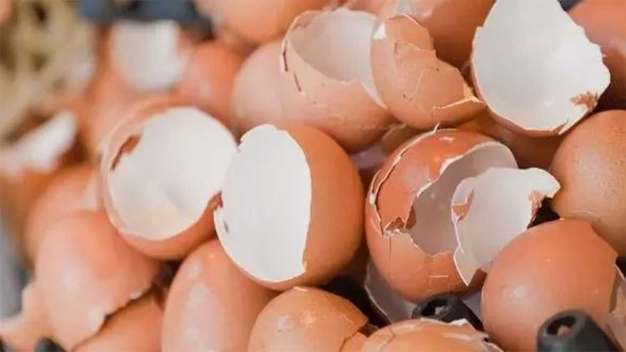 Uzmanlar uyarıyor! Yumurta kabuğunu sakın çöpe atmayın, faydaları inanılmaz!