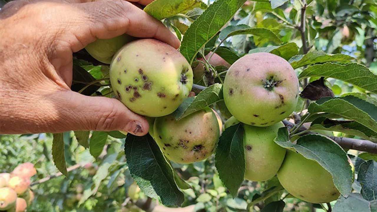 Elma üreticisi dertli: Kara leke hastalığı elmaları sardı