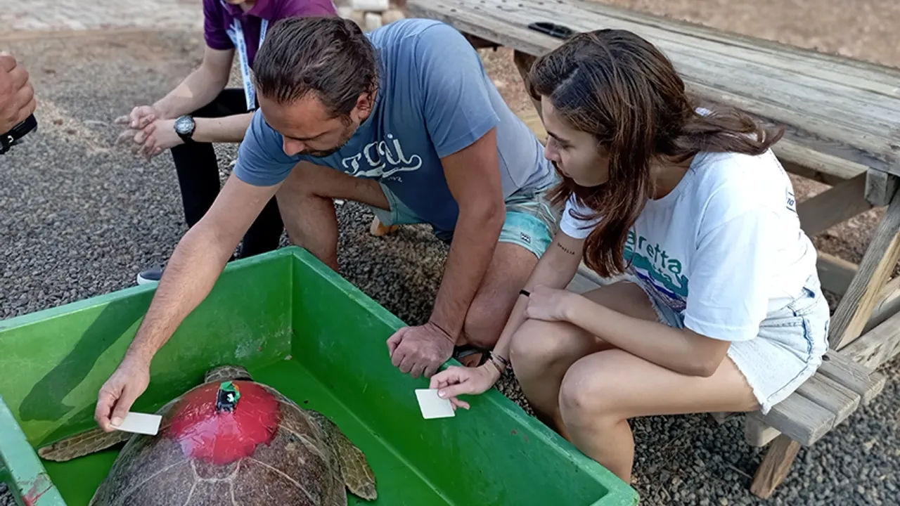 Tedavileri tamamlanan 10 deniz kaplumbağası denize kavuştu