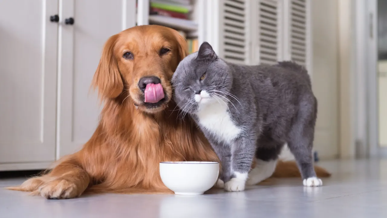 Kedi-köpek araştırması: Hangisinin daha çok sevildiği ortaya çıktı