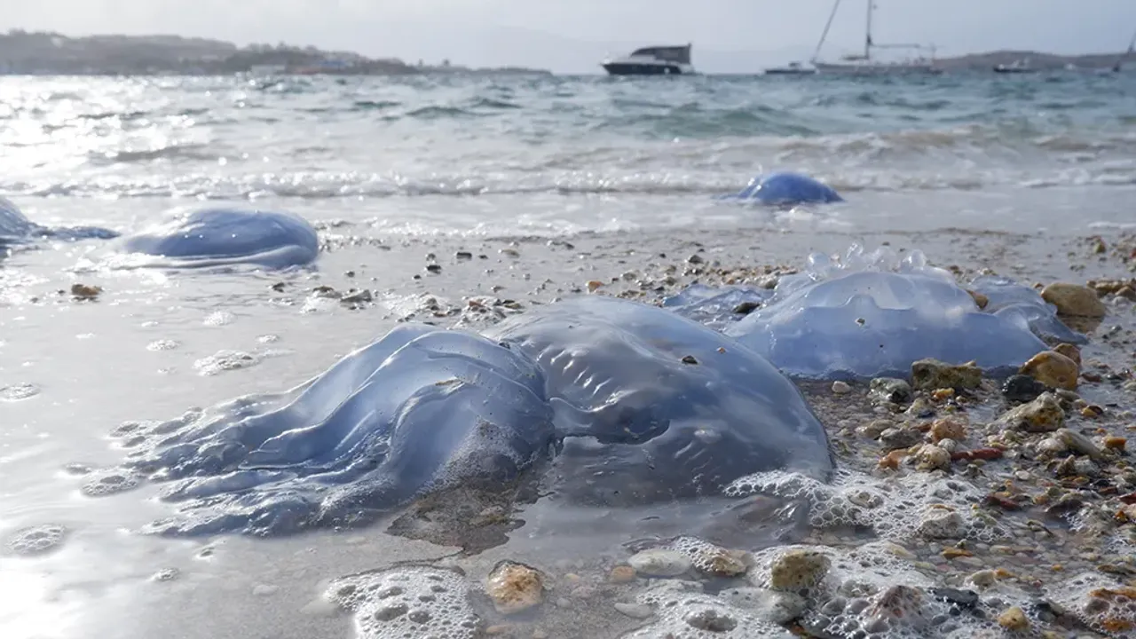 Foça'da denizanası istilası: Önlem alırsak belki 2024 yılını kurtarabiliriz