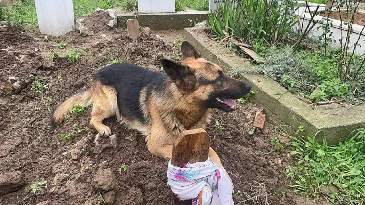 Köpek vefası: Sahibinin mezarından ayrılmıyor