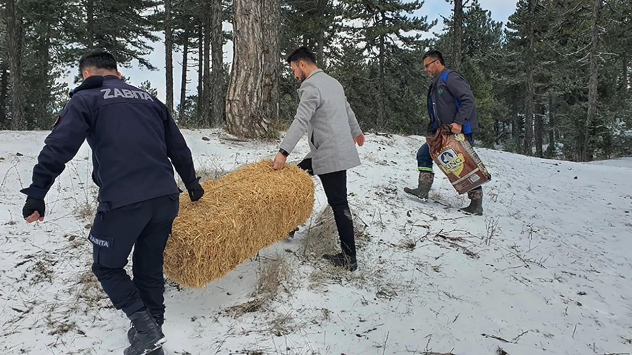 Karlı dağlara yaban hayvanları için yem bırakıldı