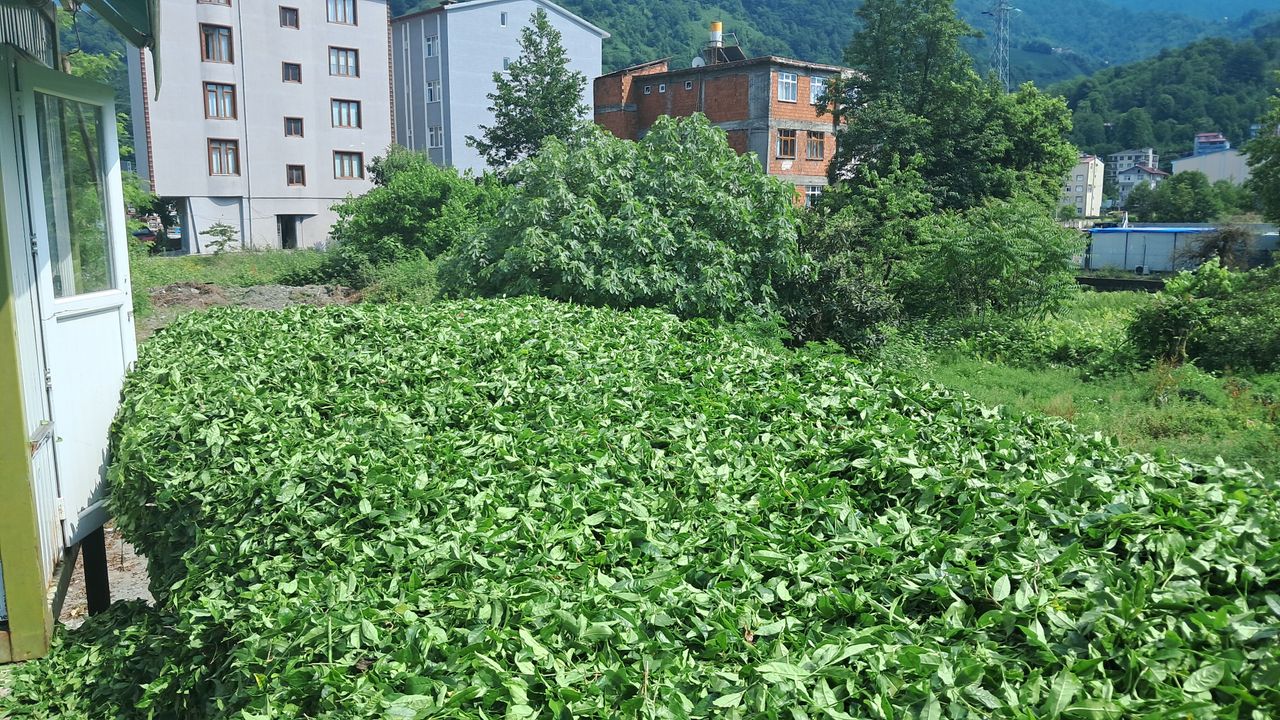 Çay üreticilerinden isyan: Çaykur bize eziyet ediy