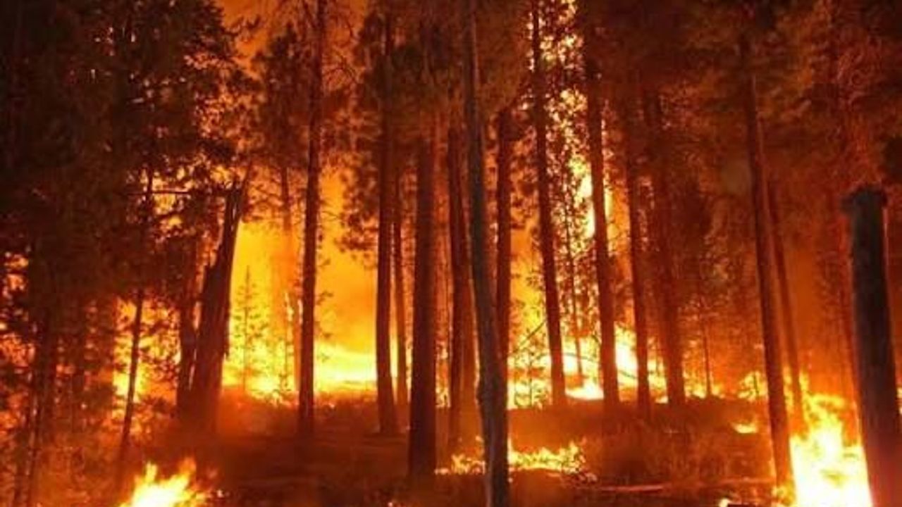 Manisa’da korkutan orman yangını