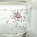 Evdeki karıncalardan kurtulmak isteyenlere çözüm... İki malzemeyle karıncalara veda