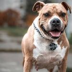 İzmir’de pitbull faciası: Parmağı kopan kadın şikayetçi oldu!
