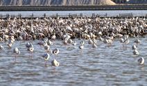 İzmir’de pembe cennet… Binlerce yavru flamingo bir arada