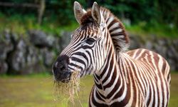 Ankara müftüsünden fetva: Zebra eti helal
