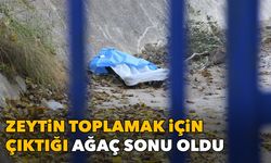 Zeytin toplamak için çıktığı ağaç sonu oldu