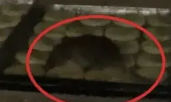Bir fare 1 milyon TL'lik masraf çıkardı