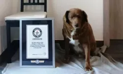 Dünyanın en yaşlı köpeği Guinnes Rekorlar Kitabı'na girdi