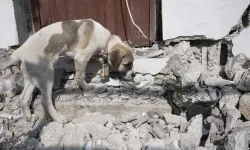 Hatay'da sahipsiz hayvanlar için yeni karar!