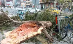 Ağaç devrilmeleri, çatı uçmaları: İzmir'i fırtına vurdu!