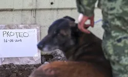 Kahraman köpek Proteo’nun heykeli İstanbul'da dikilecek