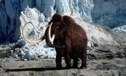 4 bin yıl önce soyu tükenen mamutların etinden köfte yaptılar
