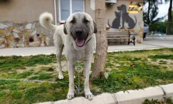 Depremzede köpek İzmir’de yaşayacak