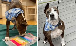 Resim yapan fenomen köpek Van Gogh!