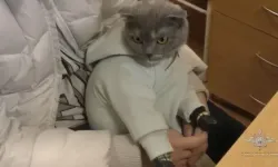 Bebek tulumunun içinden kedi ve uyuşturucu çıktı