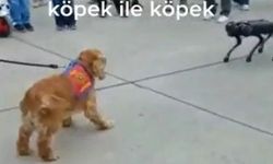 Köpekle robot köpek karşı karşıya gelirse...