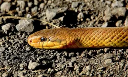3 yaşındaki çocuk, yılanı ısırarak öldürdü