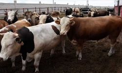 Kurban fiyatları cep yakıyor! Büyükbaş yüzde 140, küçükbaş yüzde 103 zamlandı!