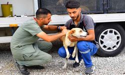 İzmir Büyükşehir açıkladı: 1 yılda kısırlaştırılan kedi ve köpek sayısı...