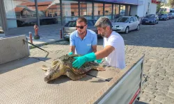 Körfez’de yaralı 'Caretta Caretta' bulundu