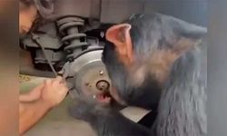 Bir maymunun fren balatasını değiştirmesi sosyal medyada gündem oldu
