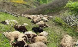 Ordu'da yaylada ayı saldırısında 76 koyun öldü
