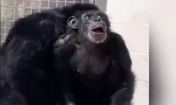 29 yıl kafeste yaşadıktan sonra gün ışığı gören şempanzenin o anları görüntülendi