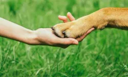 Dövülerek öldürülen köpek için protesto çağrısı!