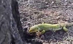 Yangında duygulandıran görüntü! Kertenkeleyi su ile böyle serinletti!