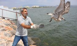 Her gün 30'dan fazla ihbar geliyor! Karşıyaka'da martılar şehir merkezine iniyor