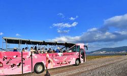 Doğaseverler İzmir'de Flamingo Festivali'nde buluşacak: Turlar ücretsiz olacak