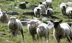 Kenevir serasına dalıp kafayı bulan koyunların yürüyüşü viral oldu!