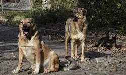 Aydın'da sahipsiz köpek dehşeti: 1 kişi yaralandı