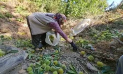 Günlük yevmiyeleri 2 bini buluyor: Tire dağlarında kestane hasatı