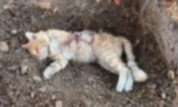 İzmir'de kedi katliamı: 26 kedi öldürüldü