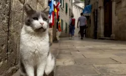 Kedi yavrusunu kurtarmak için rekorunu feda etti